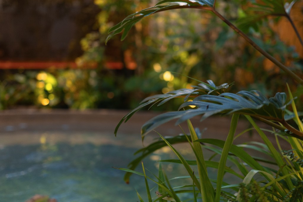 Plants near the plunge