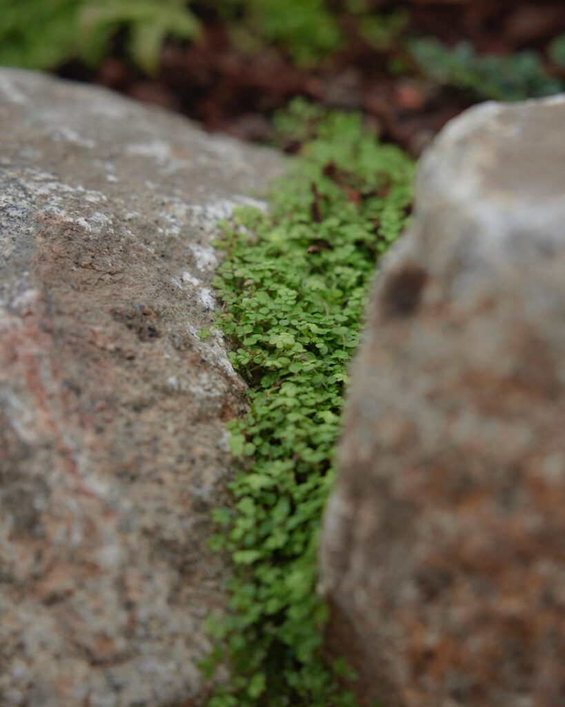 Weeds between rocks